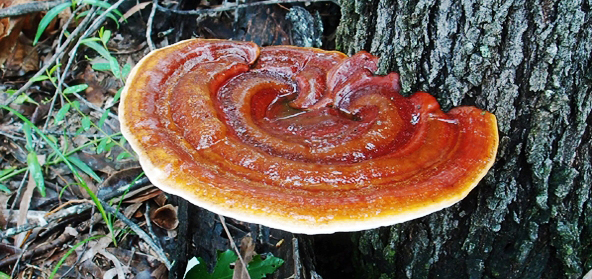 Reishi mushroom extract