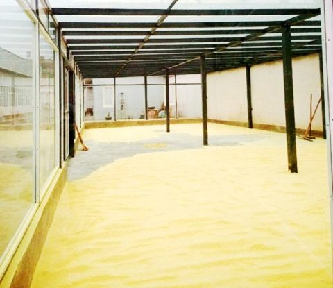Pine pollen is naturally dried in glass house