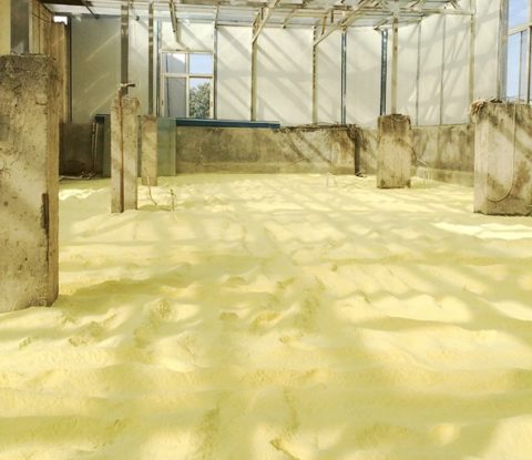 Raw pine pollen powder is naturally dried in glass house