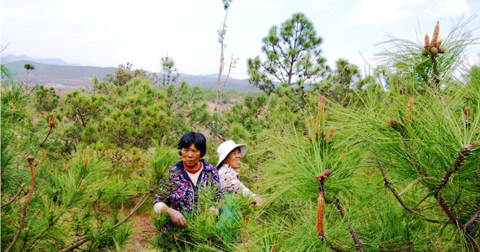 Raw Pine Pollen Harvest in Qian Dao Lake site