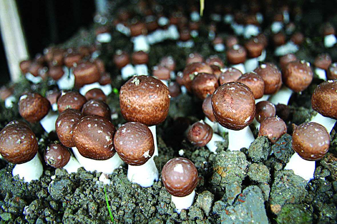 Agaricus Blazei Extract