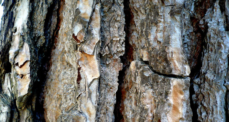 Pine bark extract