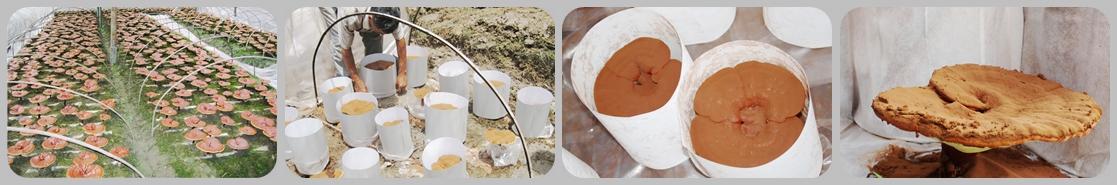 reishi mushroom extract, reishi cultivation 2