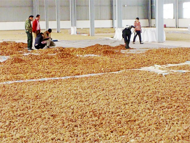 Air-drying the collected pine panicles