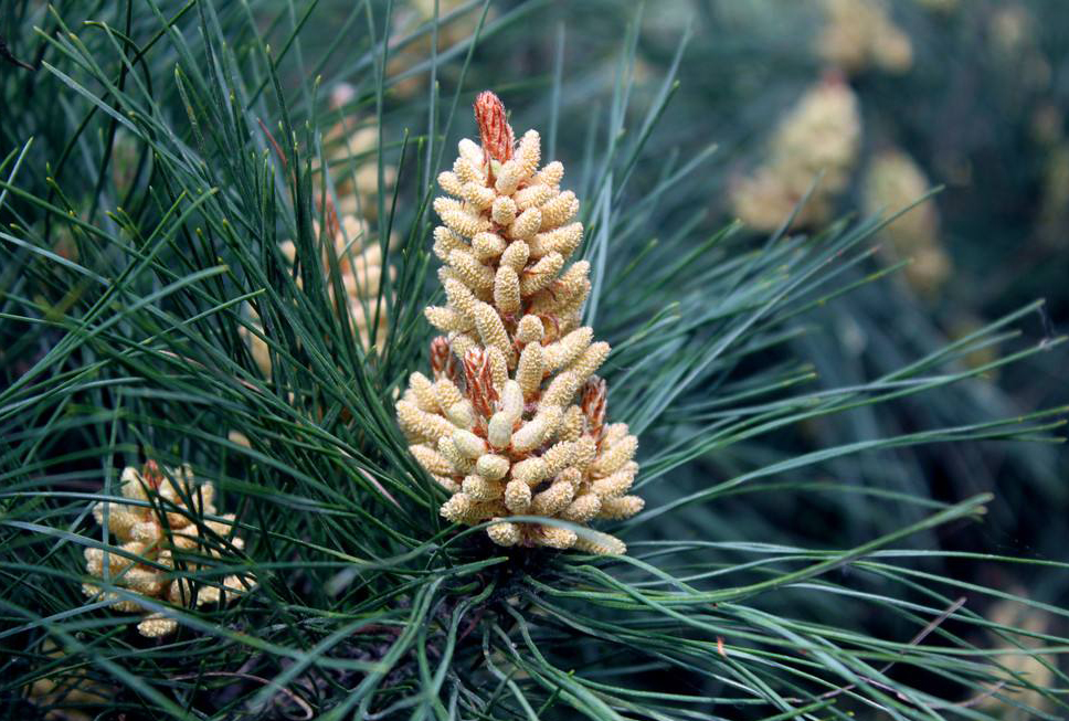 The Mature Pine Panicles