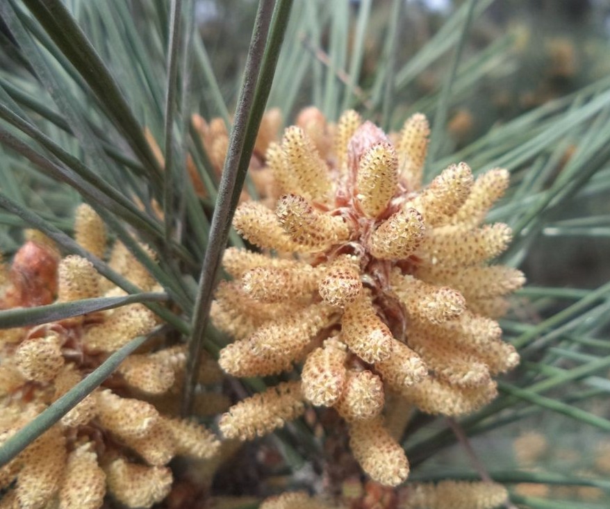 The Over Mature Pine Panicles