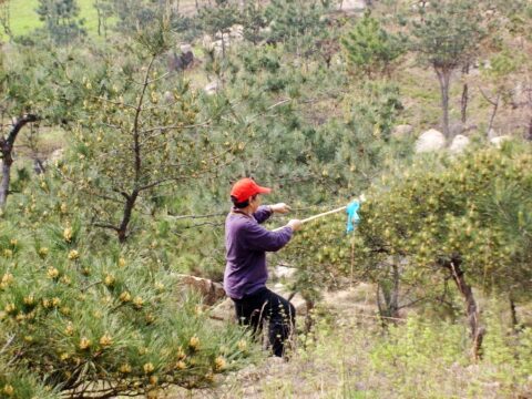 Pine Pollen Extract Raw Material Harvest