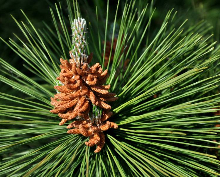 The withered pine panicles