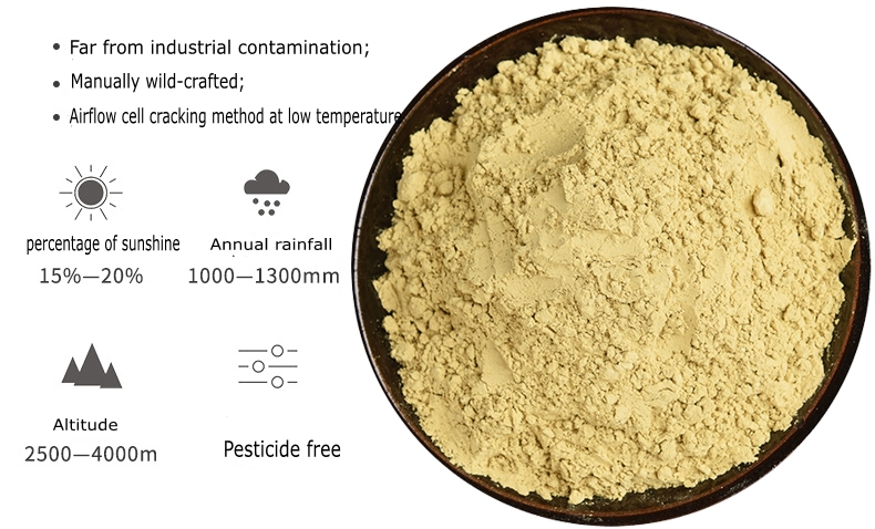 Features of our Pine Pollen Powder