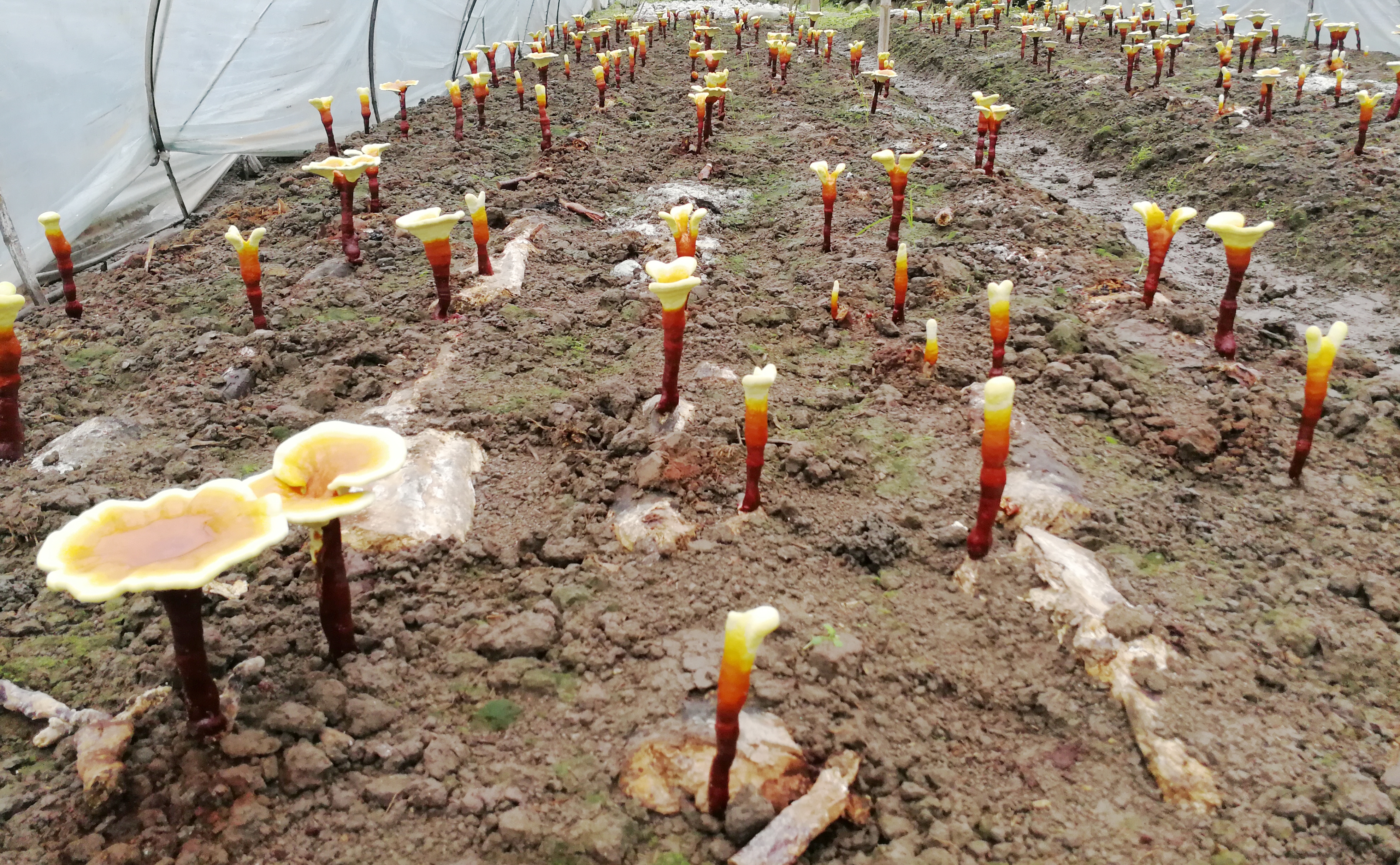 Duanwood Ganoderma Lucidum Cultivation Site