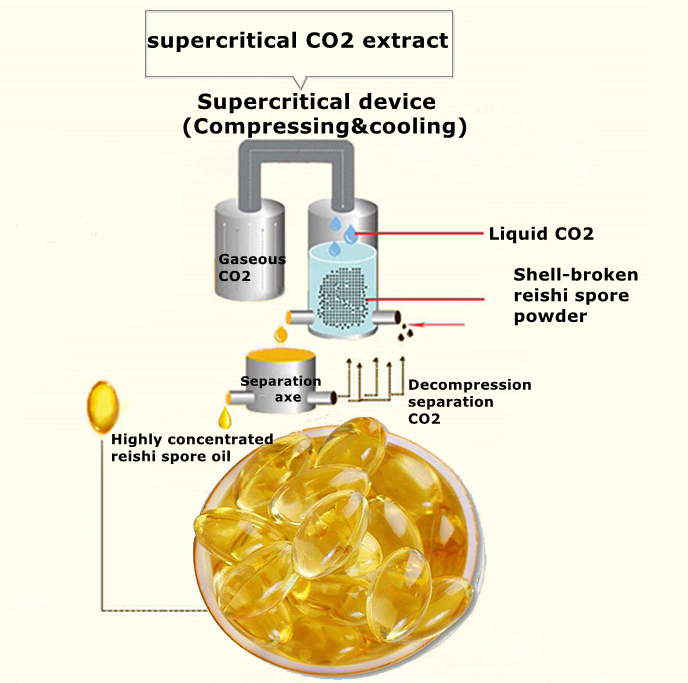 Supercritical CO2 extraction of Ganoderma Lucidum Spore Oil