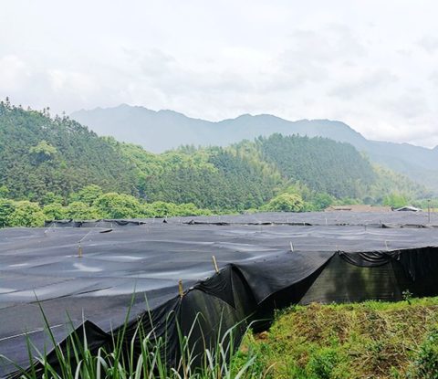 Reishi cultivation base