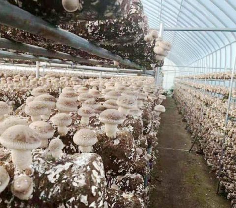 shiitake beta glucan