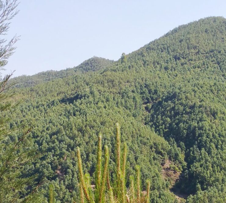 pine pollen forest