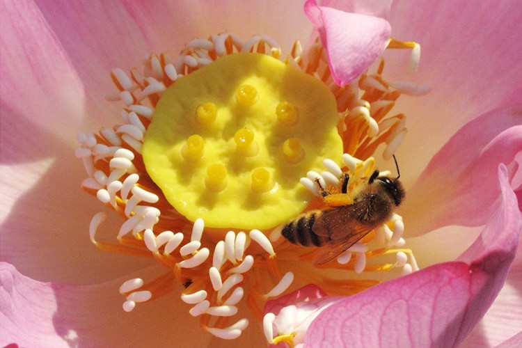 Lotus bee pollen powder