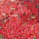 Cornus Officinalis Extract