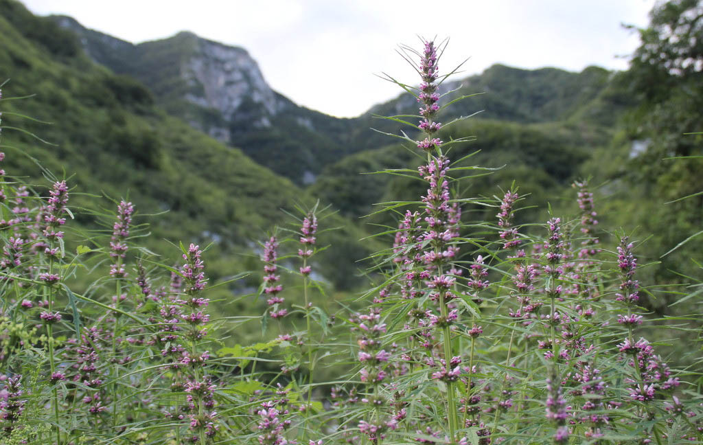 motherwort extract