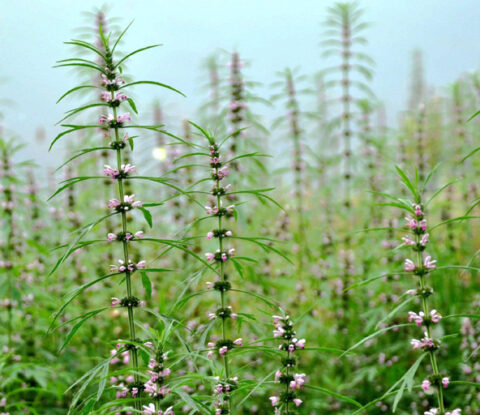 motherwort extract