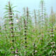 motherwort extract