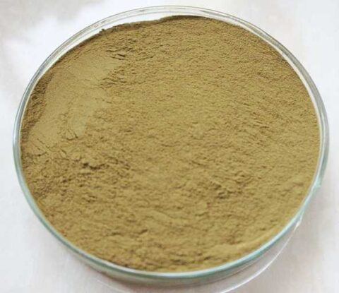 Gastrodia Elata Extract