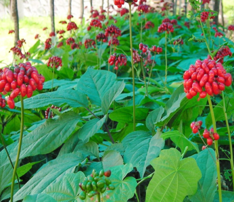 American Ginseng Extract