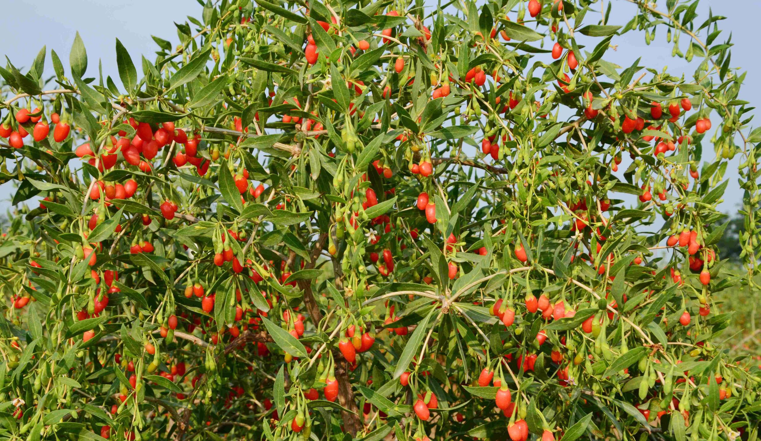 Goji berry extract