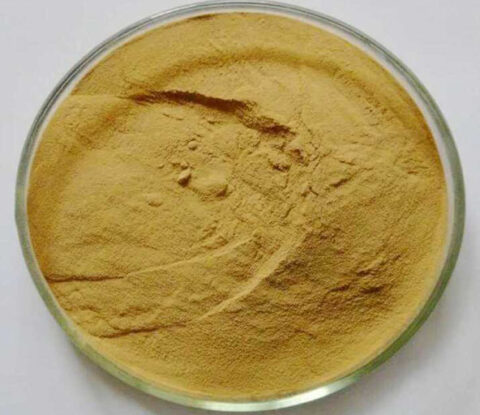 Sculellaria barbata extract