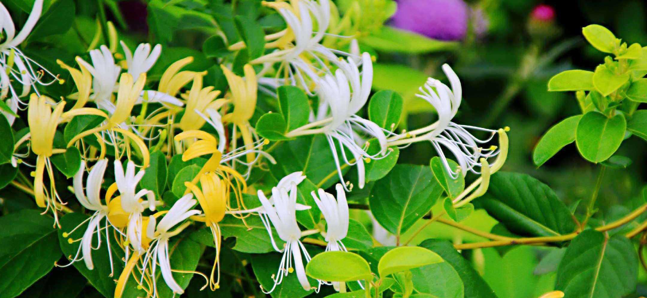 honeysuckle extract