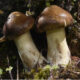 Agaricus blazei beta glucan1