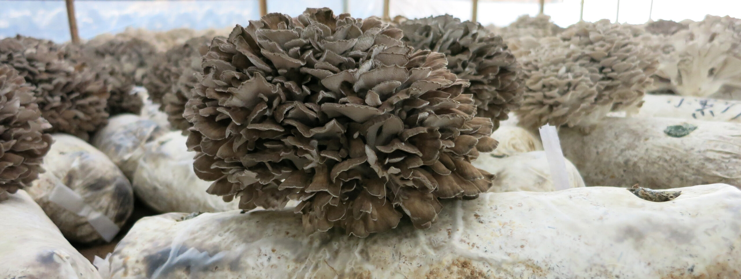 maitake Beta Glucan