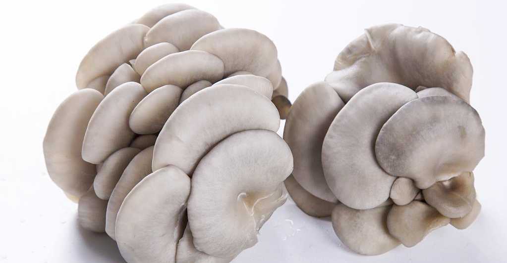 oyster mushroom beta glucan1