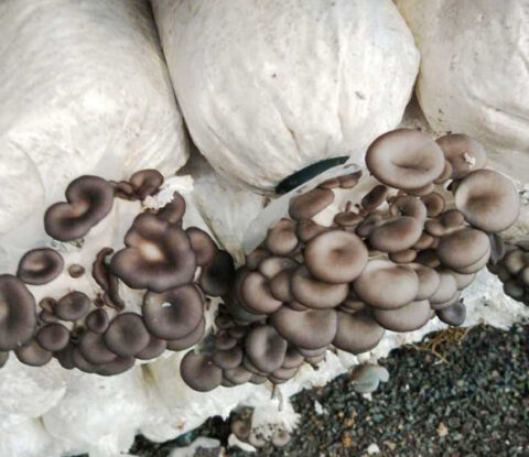 oyster mushroom beta glucan1