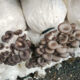 oyster mushroom beta glucan1