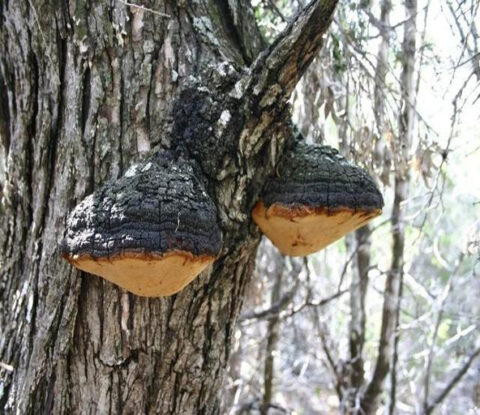 phellinus linteus beta glucan2