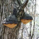 phellinus linteus beta glucan2