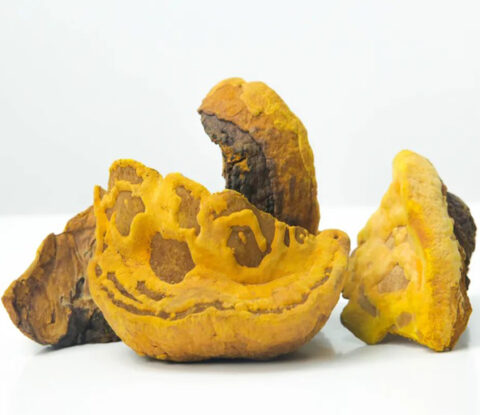 phellinus linteus beta glucan2