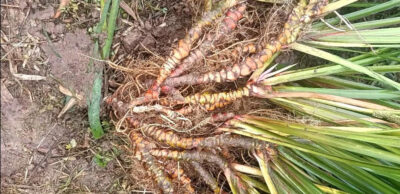 Acorus tatarinowii (Shi Chang Pu) Extract