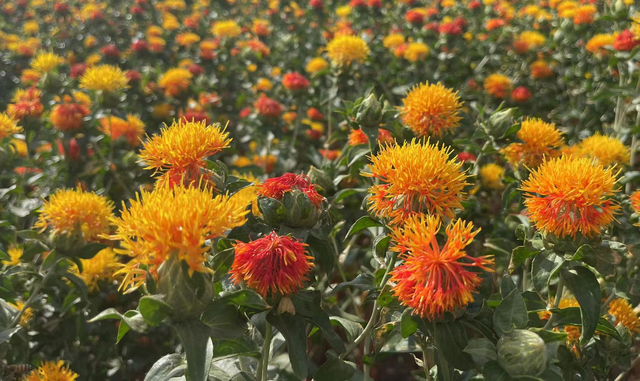 Carthamus-tinctorius-extract