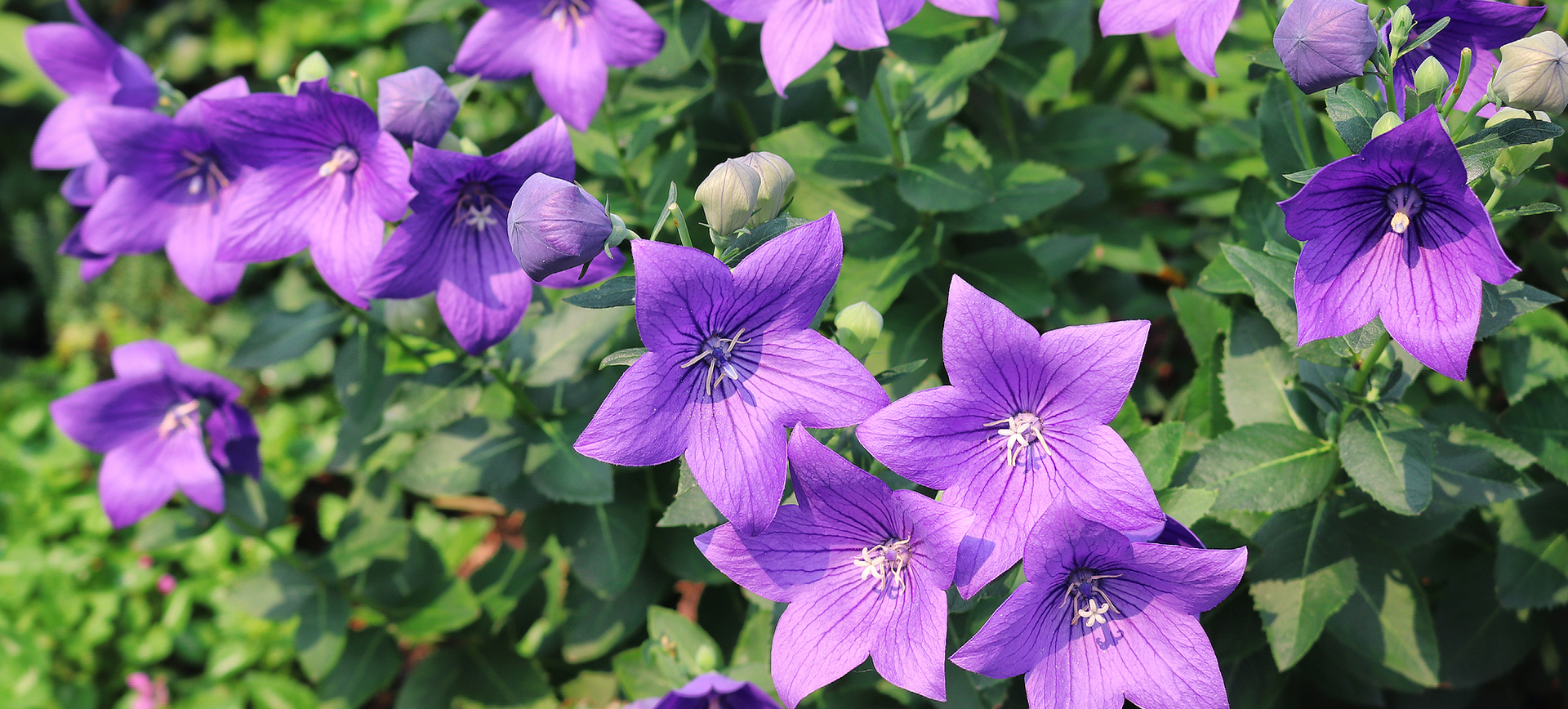 Platycodon-grandiflorus-extract