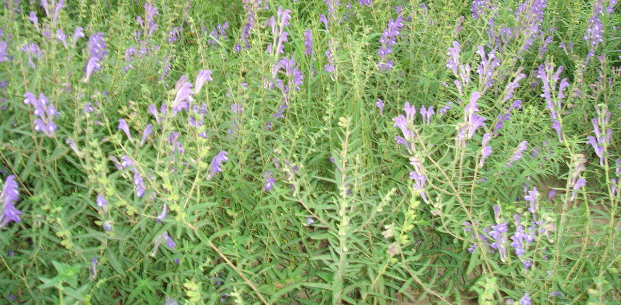 Scutellaria-baicalensis-extract