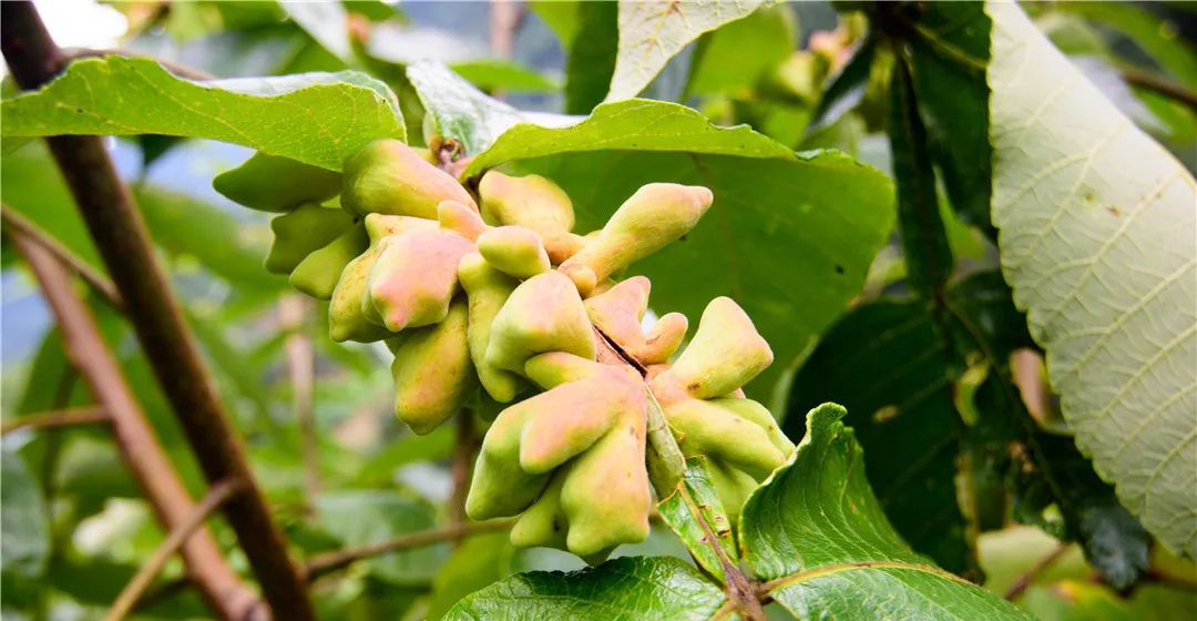 Gallnut, Chinese Gall Extract Powder 10:1, 20:1, 50:1 TLC
