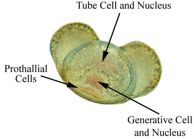 Pine pollen granule structure