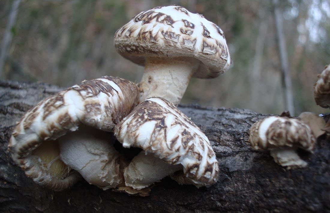 Shiitake Extract Powder Polysaccharides 10,20,30,50 UV