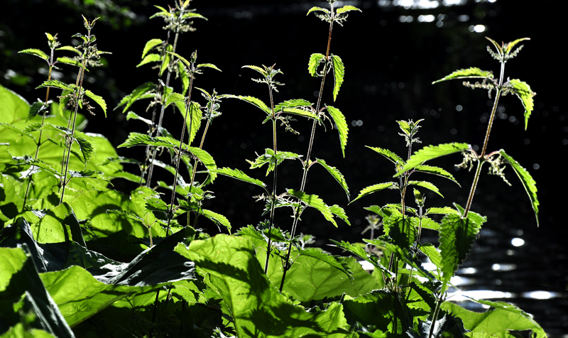 Sting nettle extract