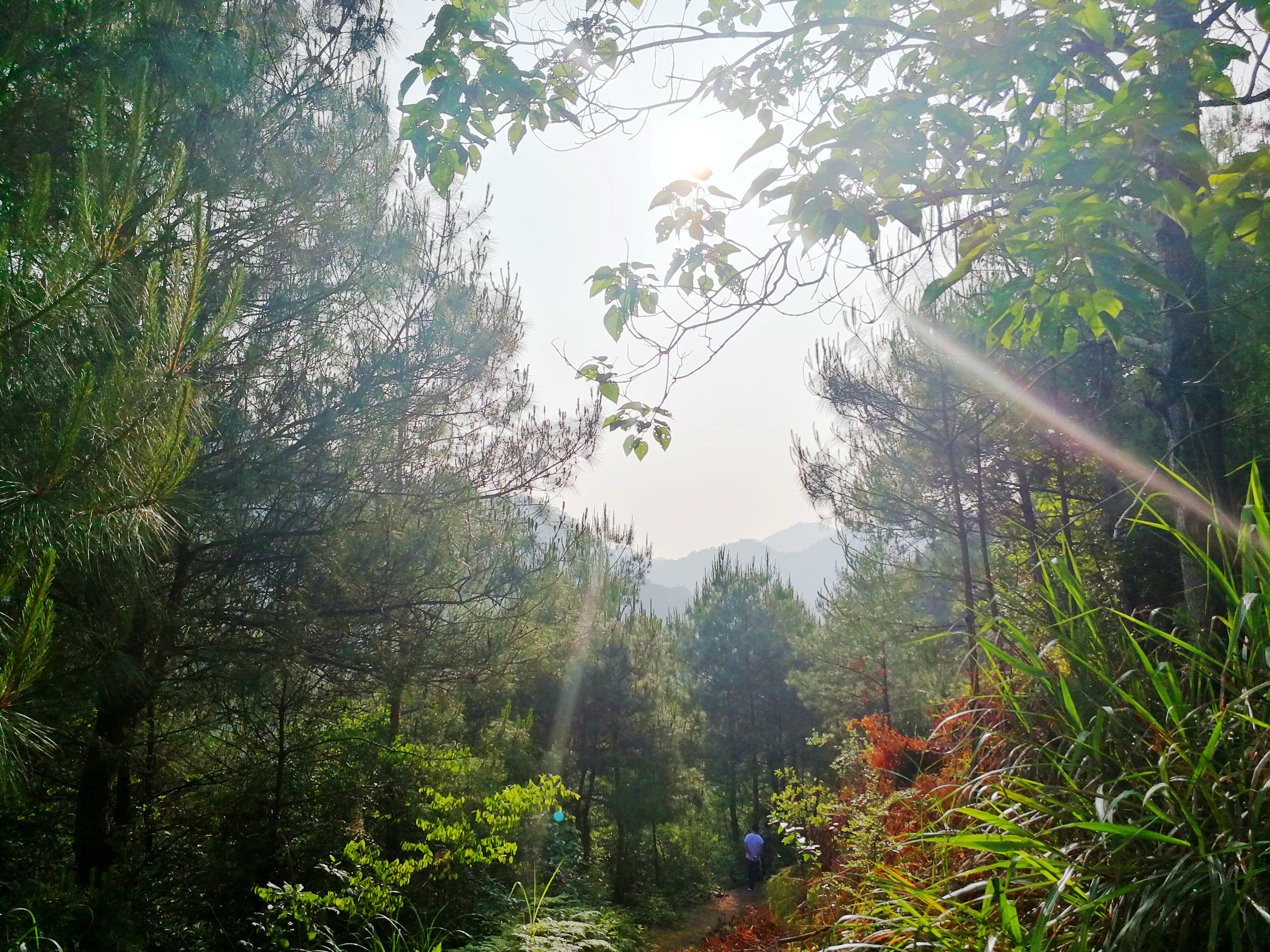 Pine pollen harvest site in Jinfeng Town, Chun'an County