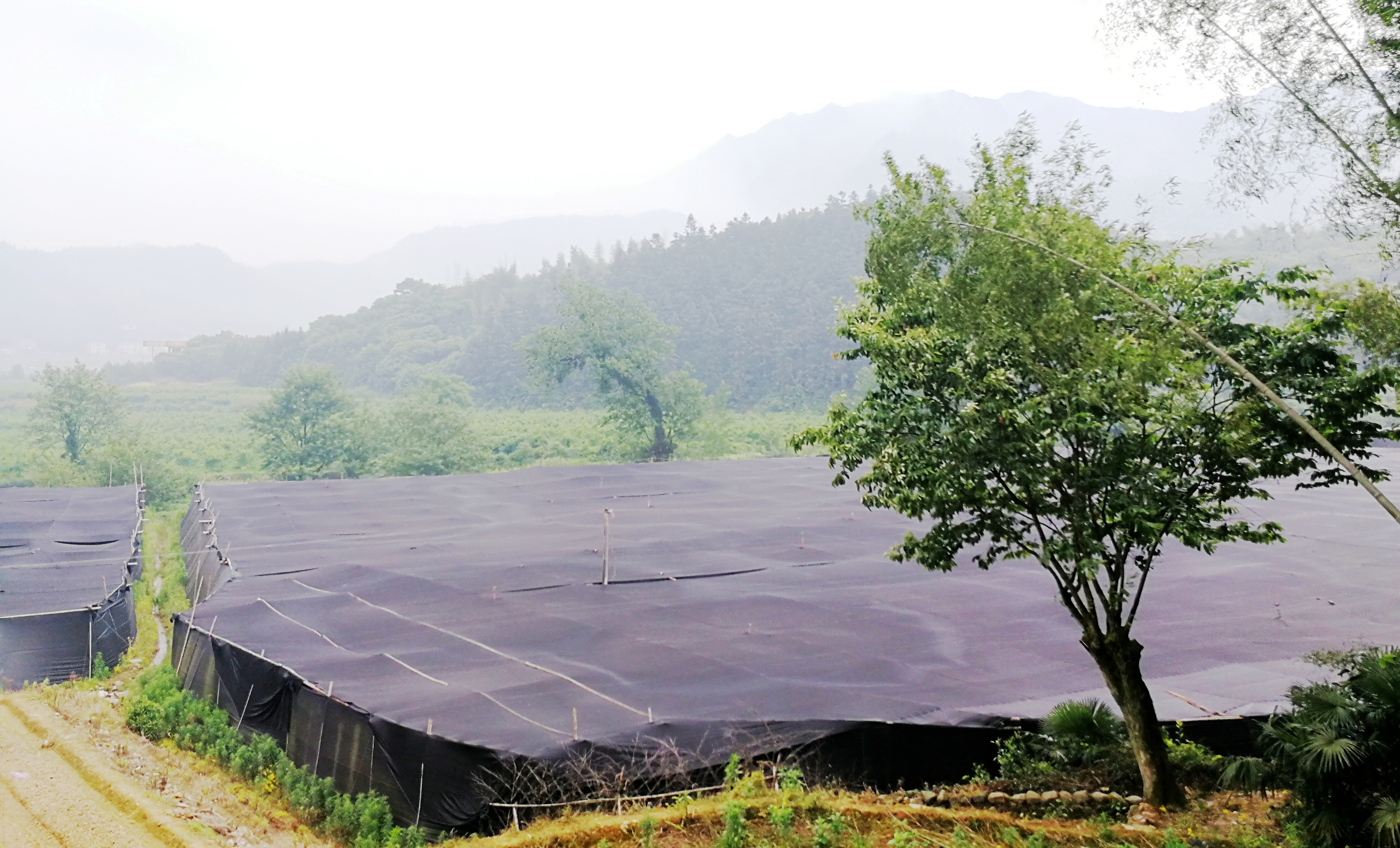 Duanwood Ganoderma Lucidum Cultivation Site