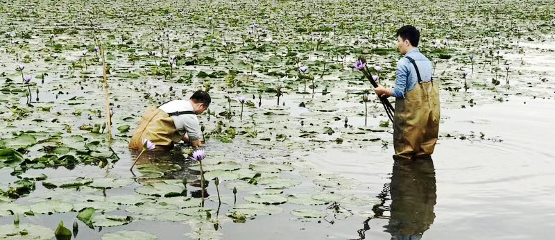 Harvest the Fresh Blue Lotus