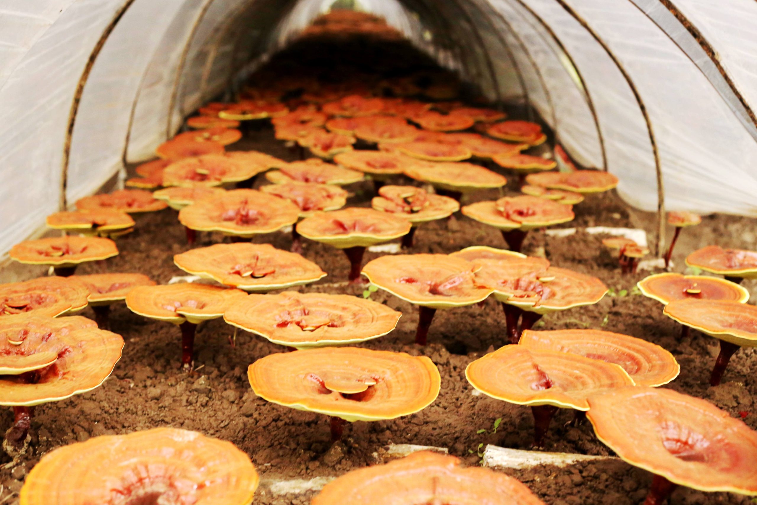 Reishi Beta Glucan of Ganoderma Lucidum, Reishi Mushroom Extract 30